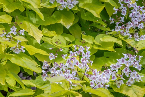 Closeup of white and maroon flowers blooming on a Golden Catalpa tree